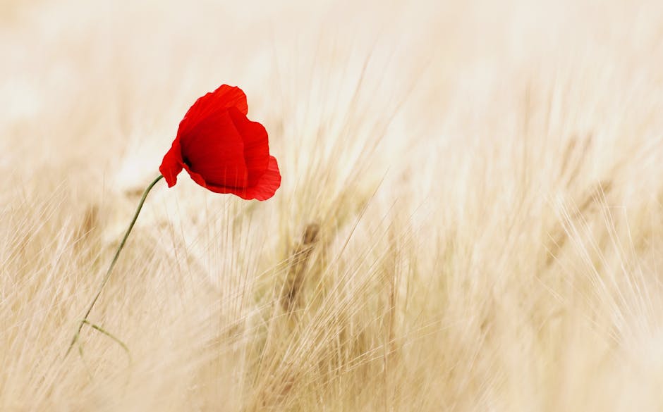 A lone red poppy blooms gracefully in a golden wheat field, symbolizing peace.