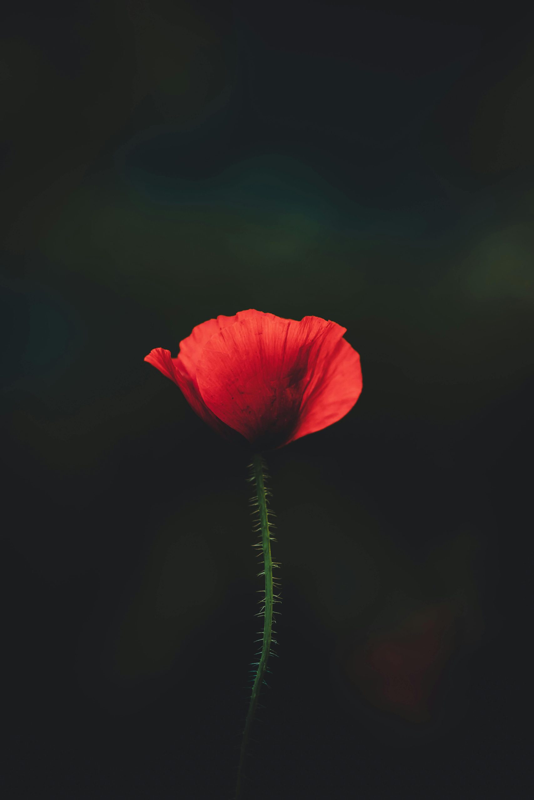 A stunning image of a red poppy illuminated against a dark background, showcasing the delicate petals.